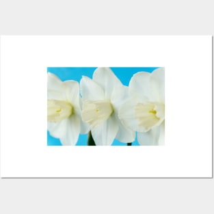 Narcissus  &#39;Misty Glen&#39;  AGM    Division 2 Large-cupped Daffodil Posters and Art